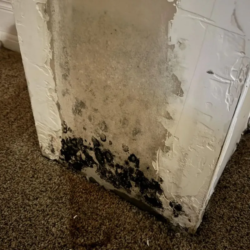 Professional Mold Removal in New Carlisle, IN